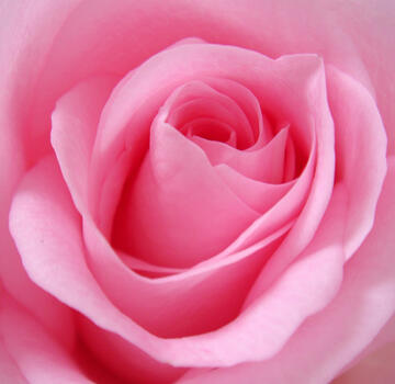 a close up of a pink rose